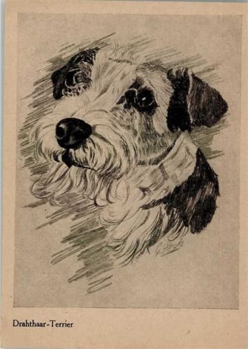 Drahthaar-Terrier sign. Peyle