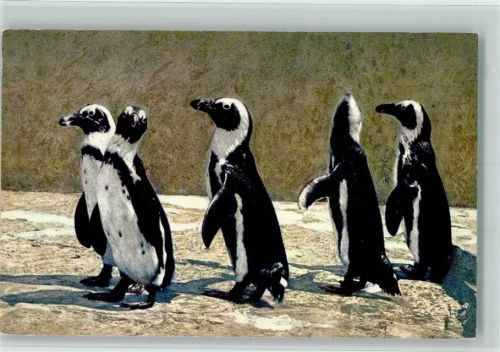 Brillenpinguine