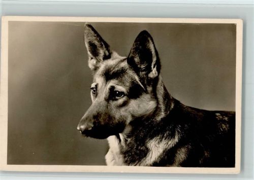 Schäferhund Porträt Hakenkreuzstempel Feldpost WK II