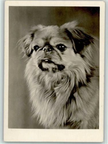 Pekinese