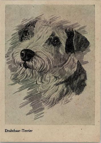 Jack Russell-Terrier