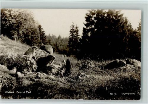 Wildpark Peter & Paul Nr. 17 - Murmeltiere - Max Burkhardt Foto Bergtier
