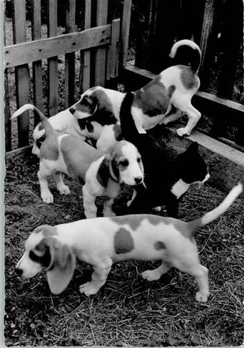 Beagle Welpen mit Katze