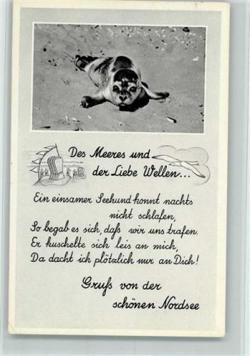 Seehund im Watt
