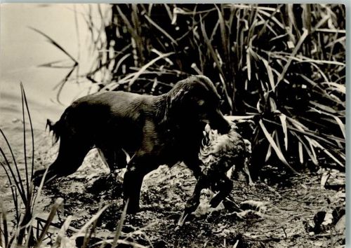 Jagdhund mit Beute