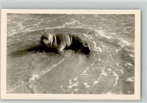 Seehund