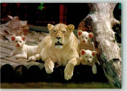 Stukenbrock Großwildsafari- u. Hollywoodpark Löwin m. Jungen