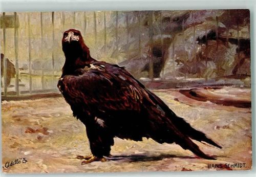 Adler - sign Han Schmidt - Tucks Serie 584 B AK