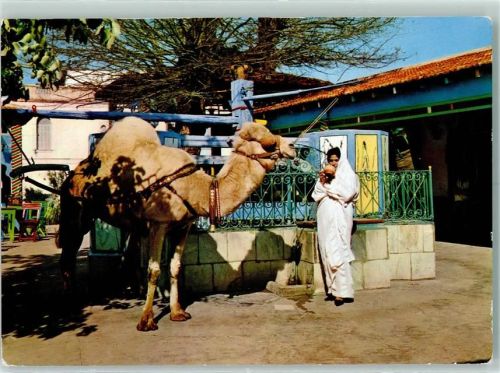 La Marsa Cafe du Saf-Saf Dromedar
