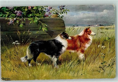 1907 Collies sign. Hund Künstlerkarte