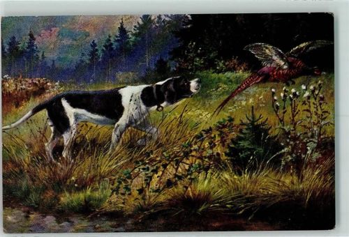Münsterländer bei der Jagd