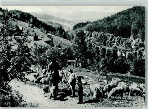Klingenthal Aschberg Schafe