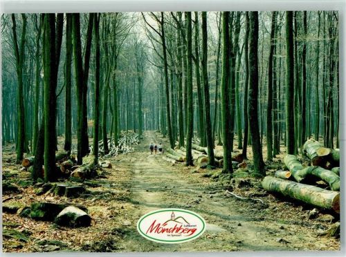 Mönchberg Wald