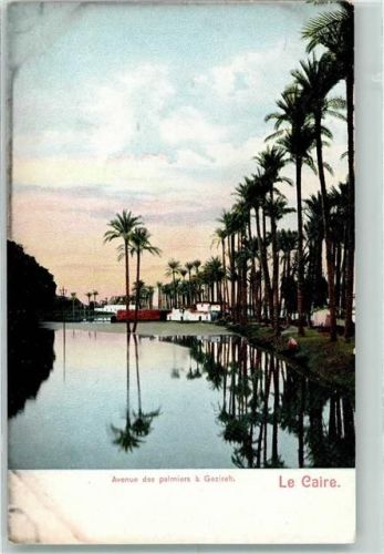 Kairo 1905 Avenue des palmiers la Gezireh AK