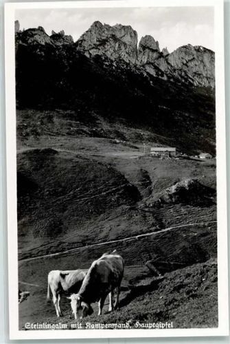Steinlingalm Hauptgipfel Kühe