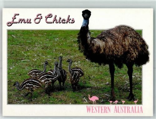 Emu + Chicks AK Australisches Tier