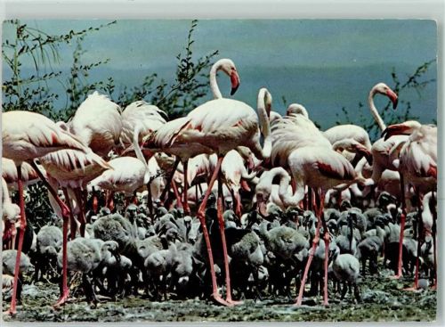 African Wild Life - Flamingos AK