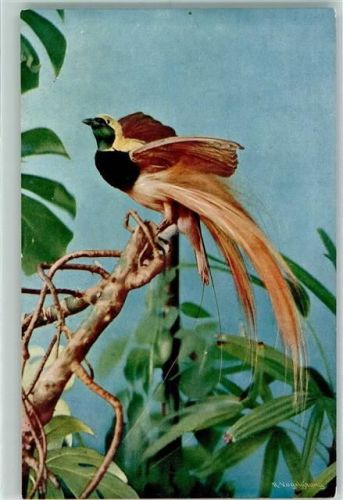 Paradiesvogel