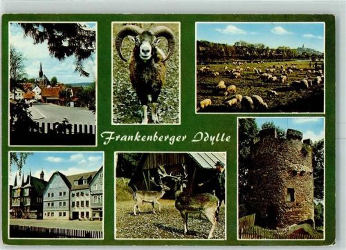 35066 W3558 Frankenberg Eder - Schafherde Widder Hirsche Rathaus Henturm