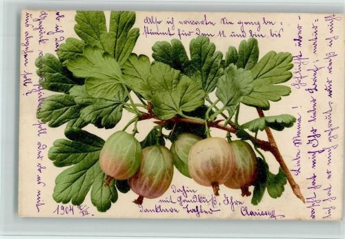 1901 Nr. 701 - Stachelbeeren AK