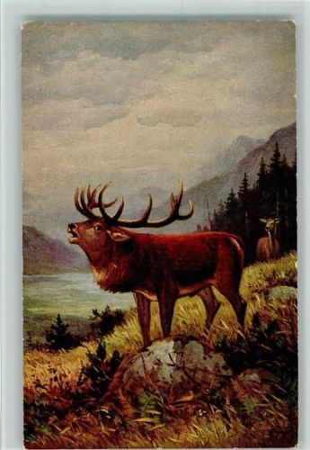 Nr. 1285 von H. Hoy - Röhrender Hirsch - Jagdtiere AK