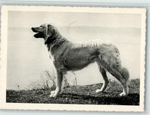 Golden Retriever? Gute Erhaltung Hund