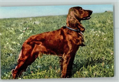 Nr. 1 Irish Setter - Edition Stehli AK