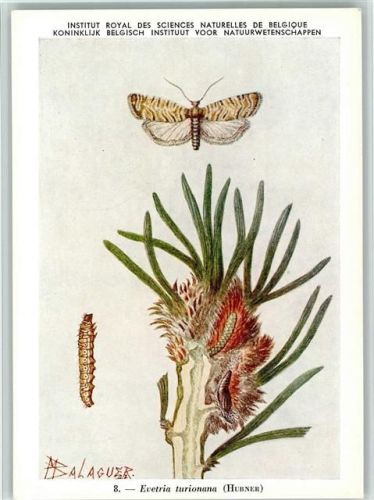 sign Balaguer - Insekten de Belgique 1. Serie Nr. 8 - gute Erhaltung