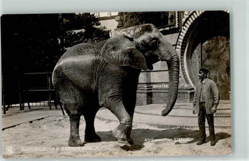 Berlin Mitte Zoologischer Garten Afrikanischer Elefant