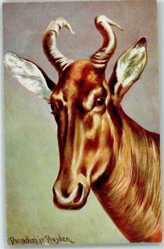 Antilope