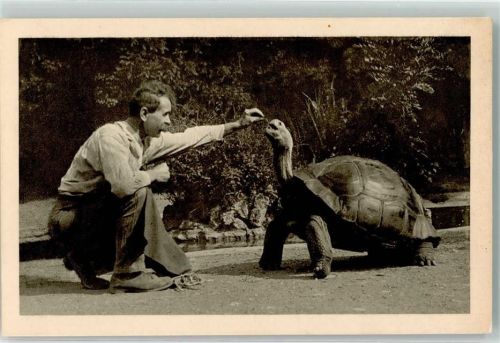 Wien Elephantenschildkröte Schönbrunn Menagerie