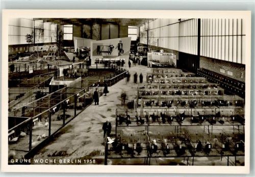 Charlottenburg 1958 Grüne Woche 1958 Tierschau Geflügel