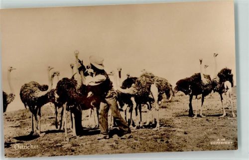 Strauß Ostriches