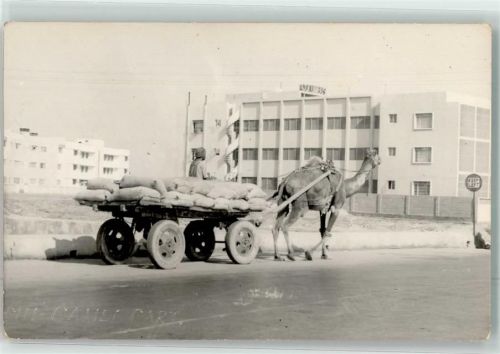 Karatschi the Camel Cart
