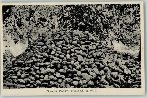 Cocoa Pods