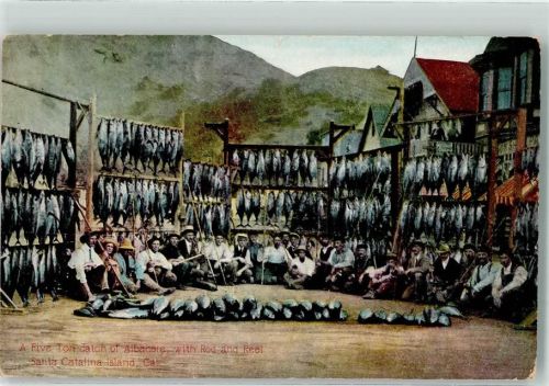 Angeln Fisch AK A Five Ton catch of Albacore with Rod and Reel - Santa Catalina Island