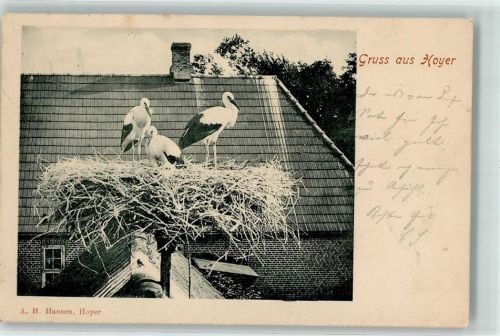Flensburg Foto Hausen Storchennest Hoyer