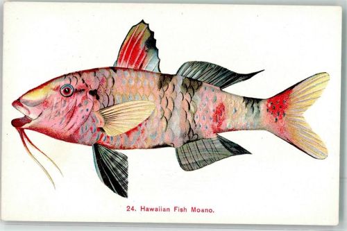 Honolulu Hawaii Moano Fisch Ort lt. Verlag