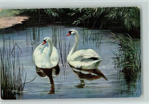 Serie 227 - Schwäne auf dem Teich Schönian, A.