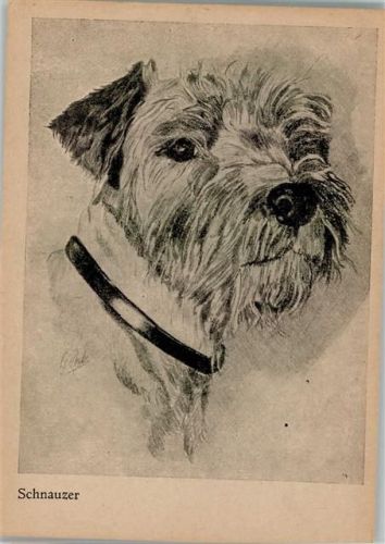 Schnauzer - hundekopf