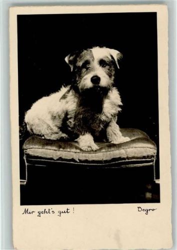 Rauhaardackel Foto 1932 AK