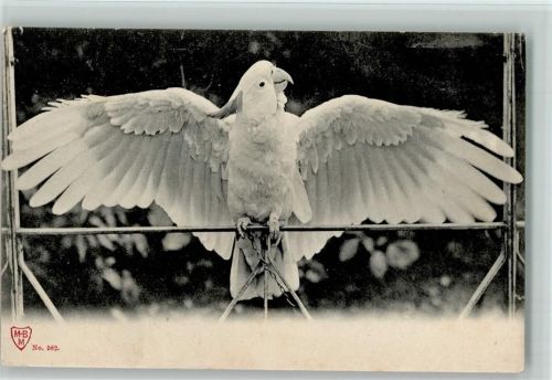 Papagei breitet die Flügel aus ca 1905 AK