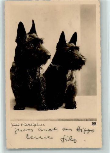 Scottisch Terrier Zwei Wichtigen ca 1936 Foto AK