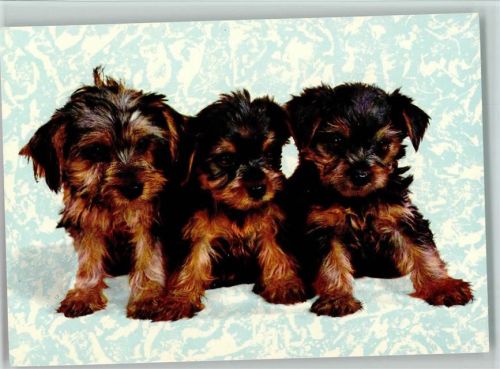 Yorkshire Terrier Welpen Yorkshire Terrier