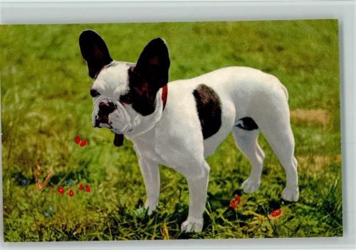 Nr. 62 - Franz. Bulldogge - Edition Stehli