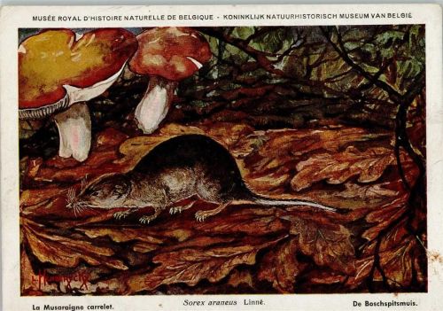 Nr. 32 Spitzmaus - Musee Royal Historie Naturelle de Belgique Maus Künstlerkarte