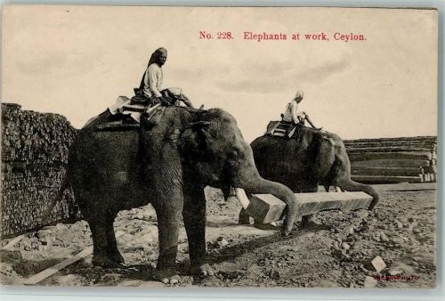 Elefanten arbeiten - Ceylon