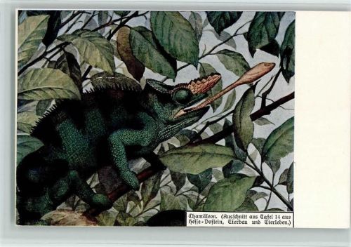 Chamäleon - Werbung Verlag Teubner - Aus dem Buch Hesse Doflein, Tierbau und Tierleben