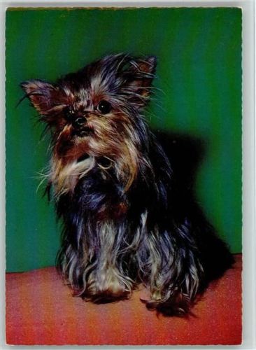 Yorkshire Terrier ca 1965 AK Yorkshire Terrier