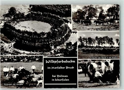 Dülmen Wildpferdebahn im Merfelder Bruch Einfangen der Hengst Anlegen der Fesseln Arena Herde in freier Wildbahn Einlaufen der Herde in die Arena